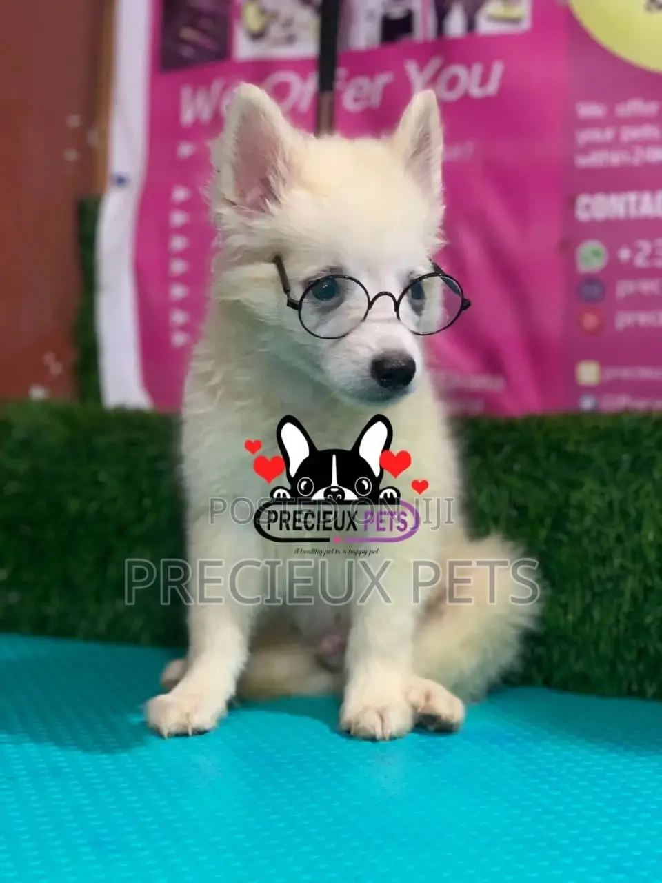 1-3 Months Male Purebred Japanese Spitz