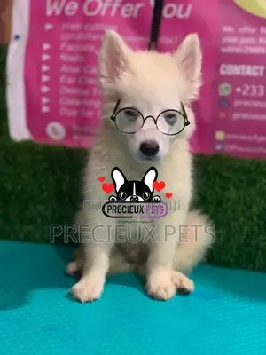 1-3 Months Male Purebred Japanese Spitz