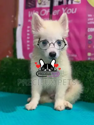 1-3 Months Male Purebred Japanese Spitz