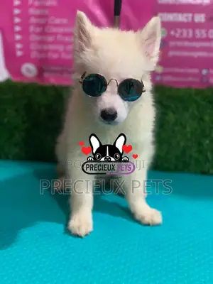 1-3 Months Male Purebred Japanese Spitz