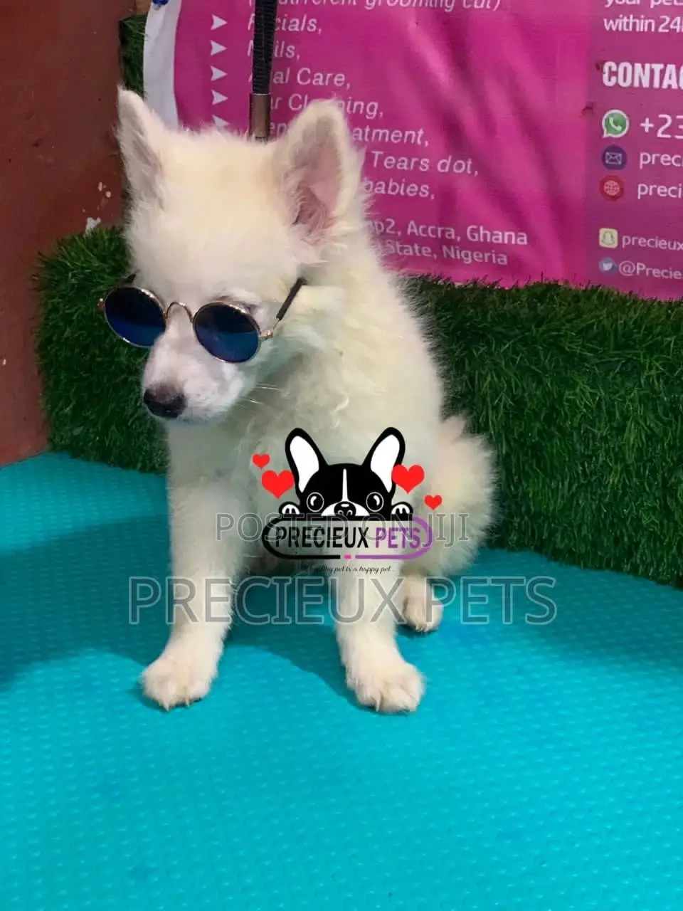 1-3 Months Male Purebred Japanese Spitz