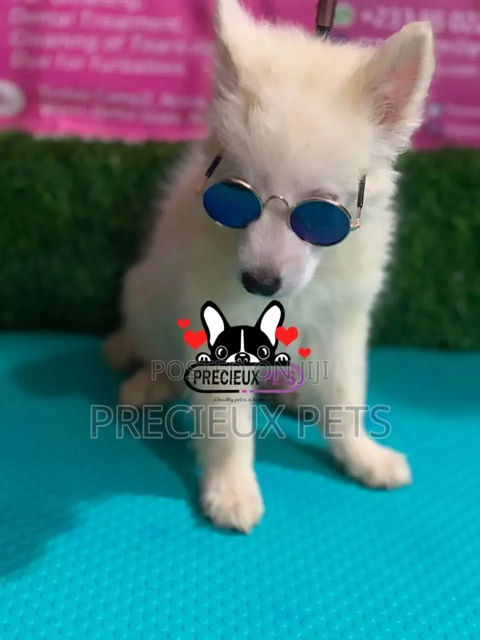 1-3 Months Male Purebred Japanese Spitz