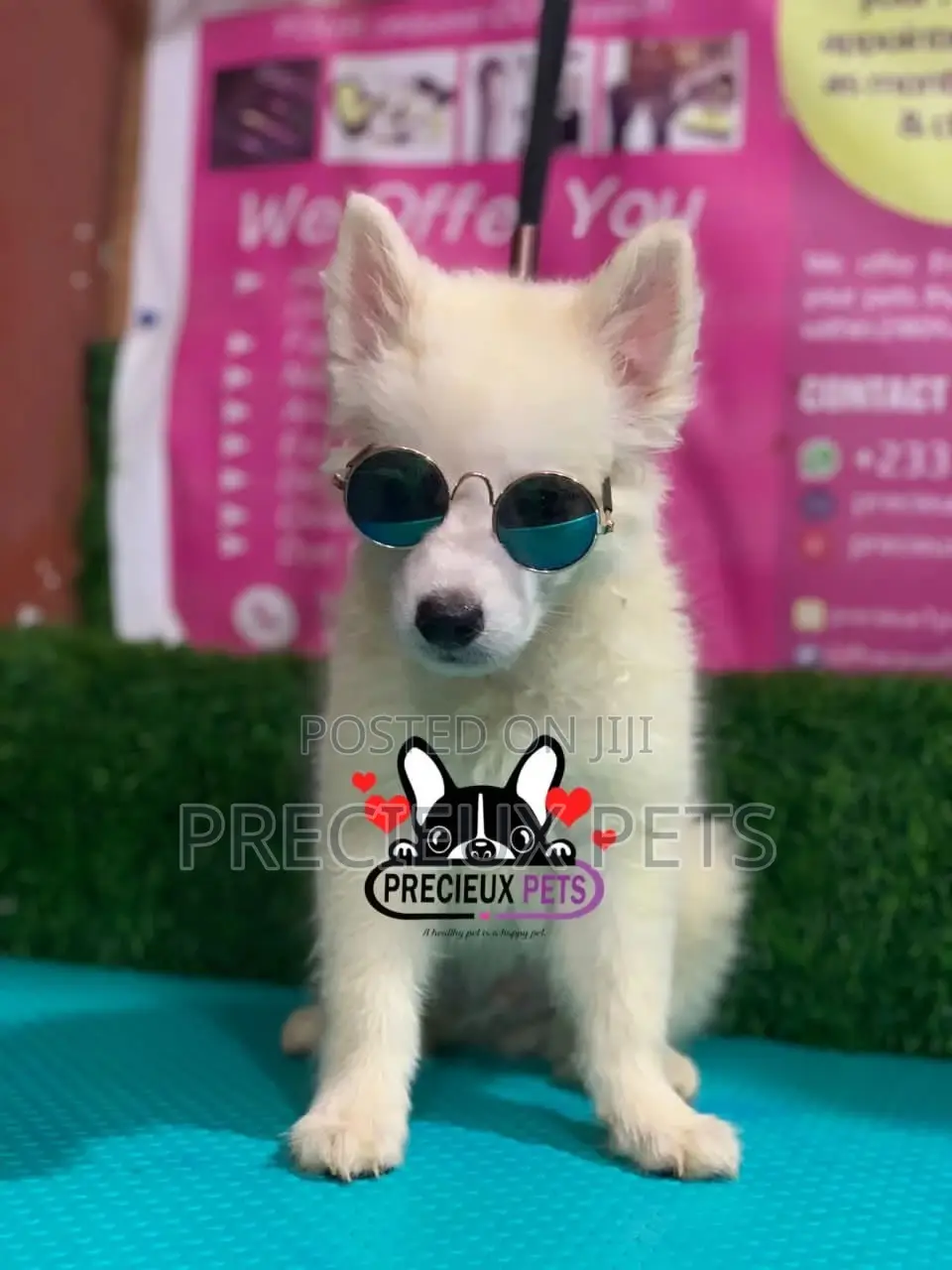 1-3 Months Male Purebred Japanese Spitz