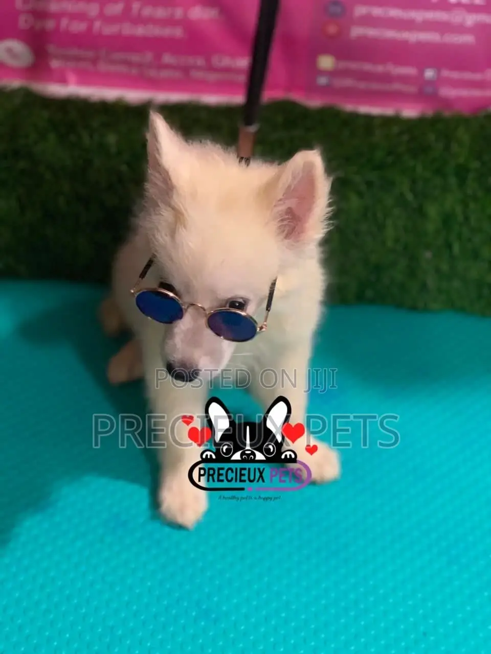 1-3 Months Male Purebred Japanese Spitz