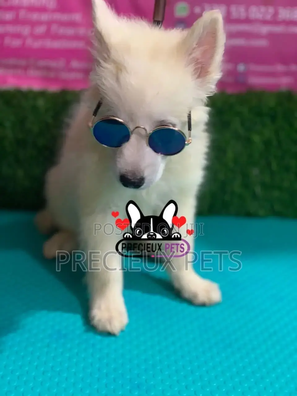 1-3 Months Male Purebred Japanese Spitz