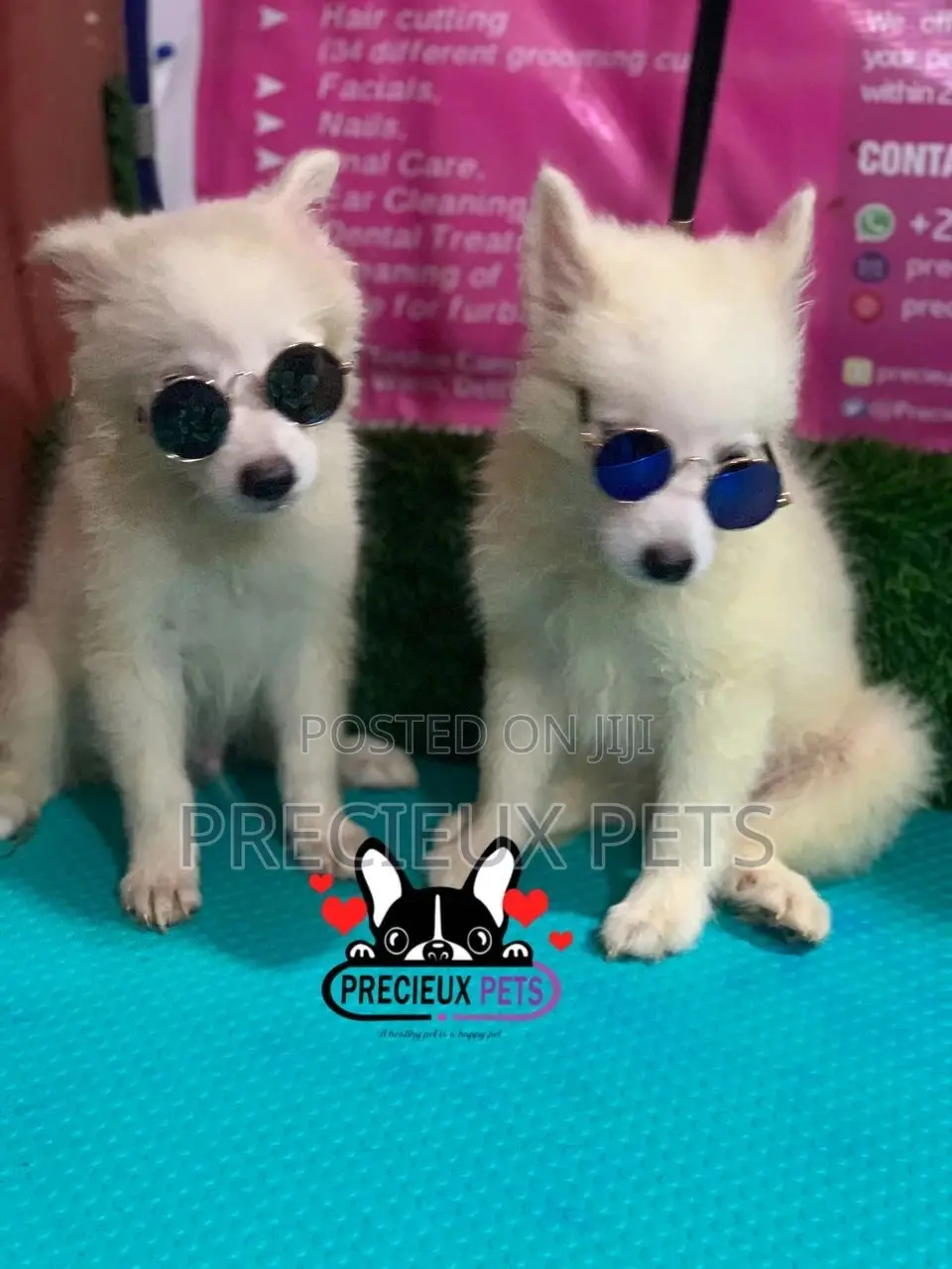 1-3 Months Male Purebred Japanese Spitz