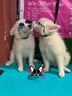 1-3 Months Male Purebred Japanese Spitz