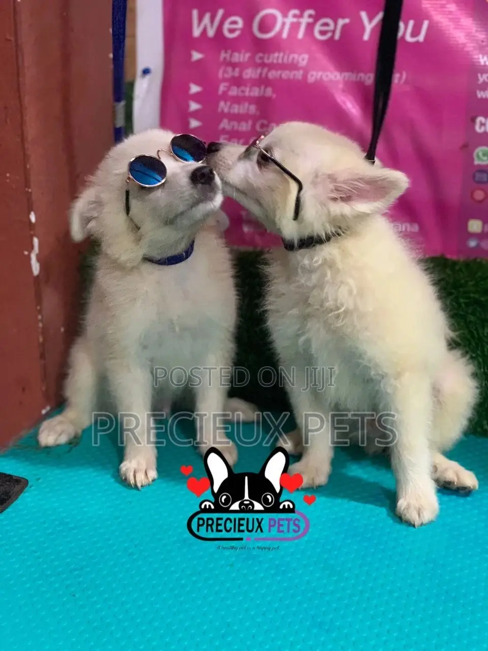 1-3 Months Male Purebred Japanese Spitz