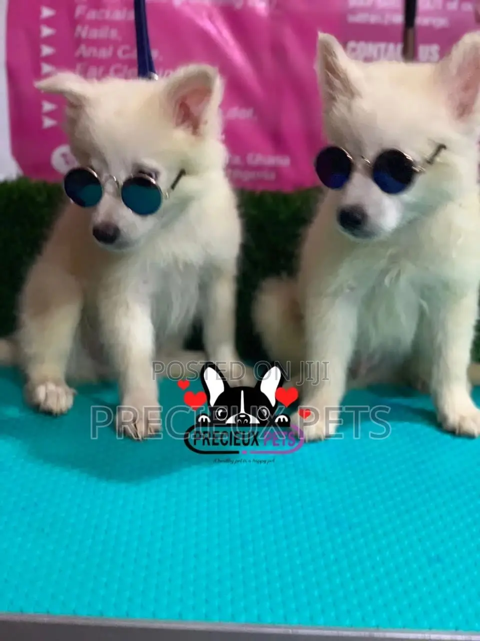 1-3 Months Male Purebred Japanese Spitz