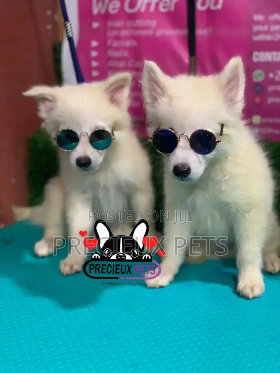 1-3 Months Male Purebred Japanese Spitz