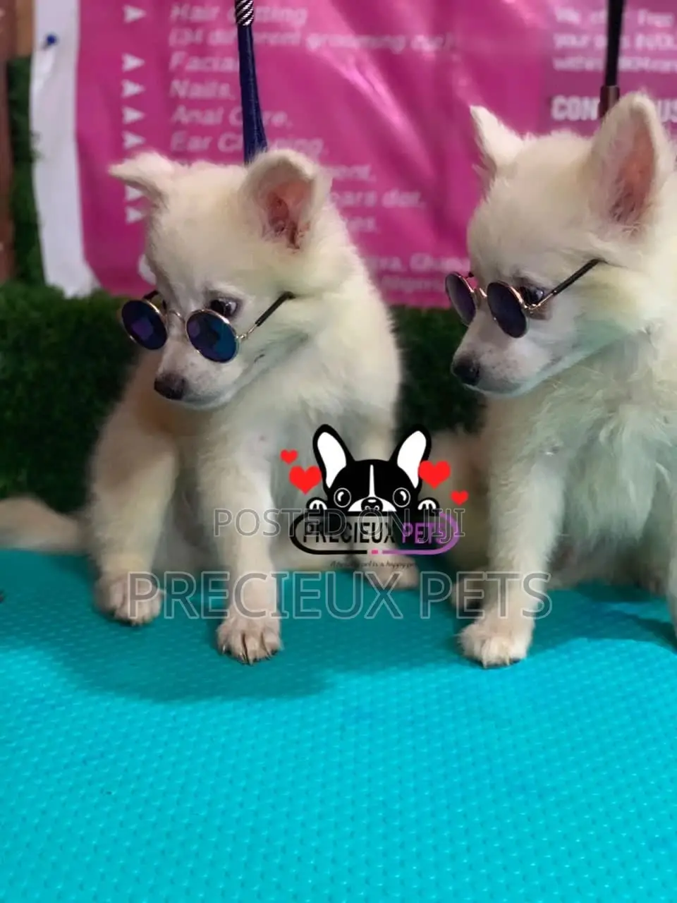 1-3 Months Male Purebred Japanese Spitz