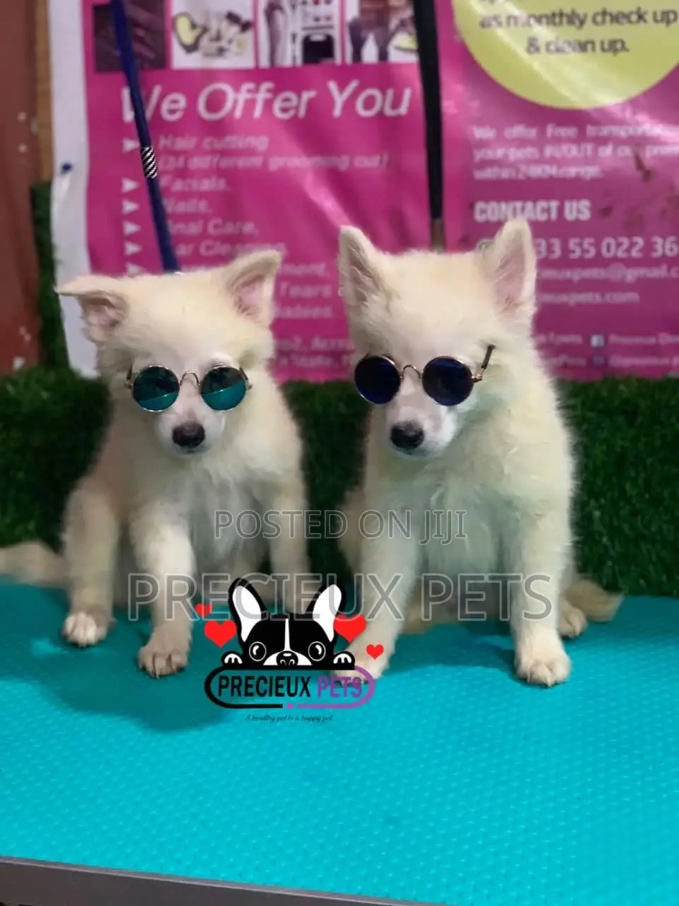 1-3 Months Male Purebred Japanese Spitz