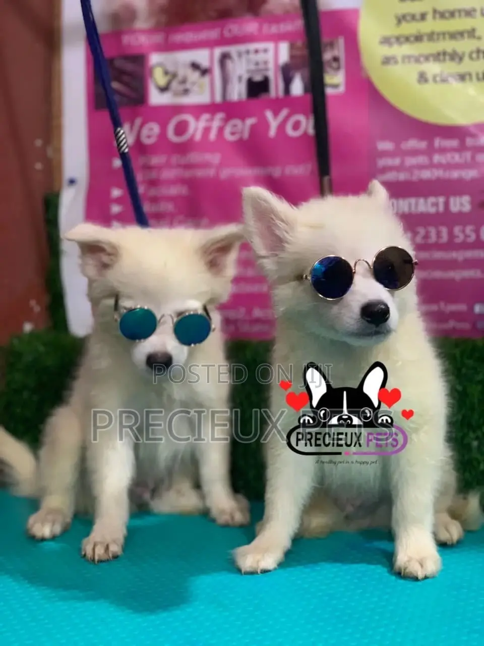 1-3 Months Male Purebred Japanese Spitz