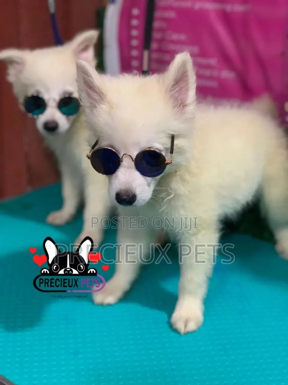 1-3 Months Male Purebred Japanese Spitz