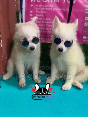 1-3 Months Male Purebred Japanese Spitz