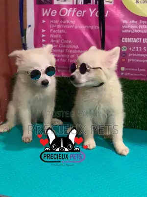 1-3 Months Male Purebred Japanese Spitz