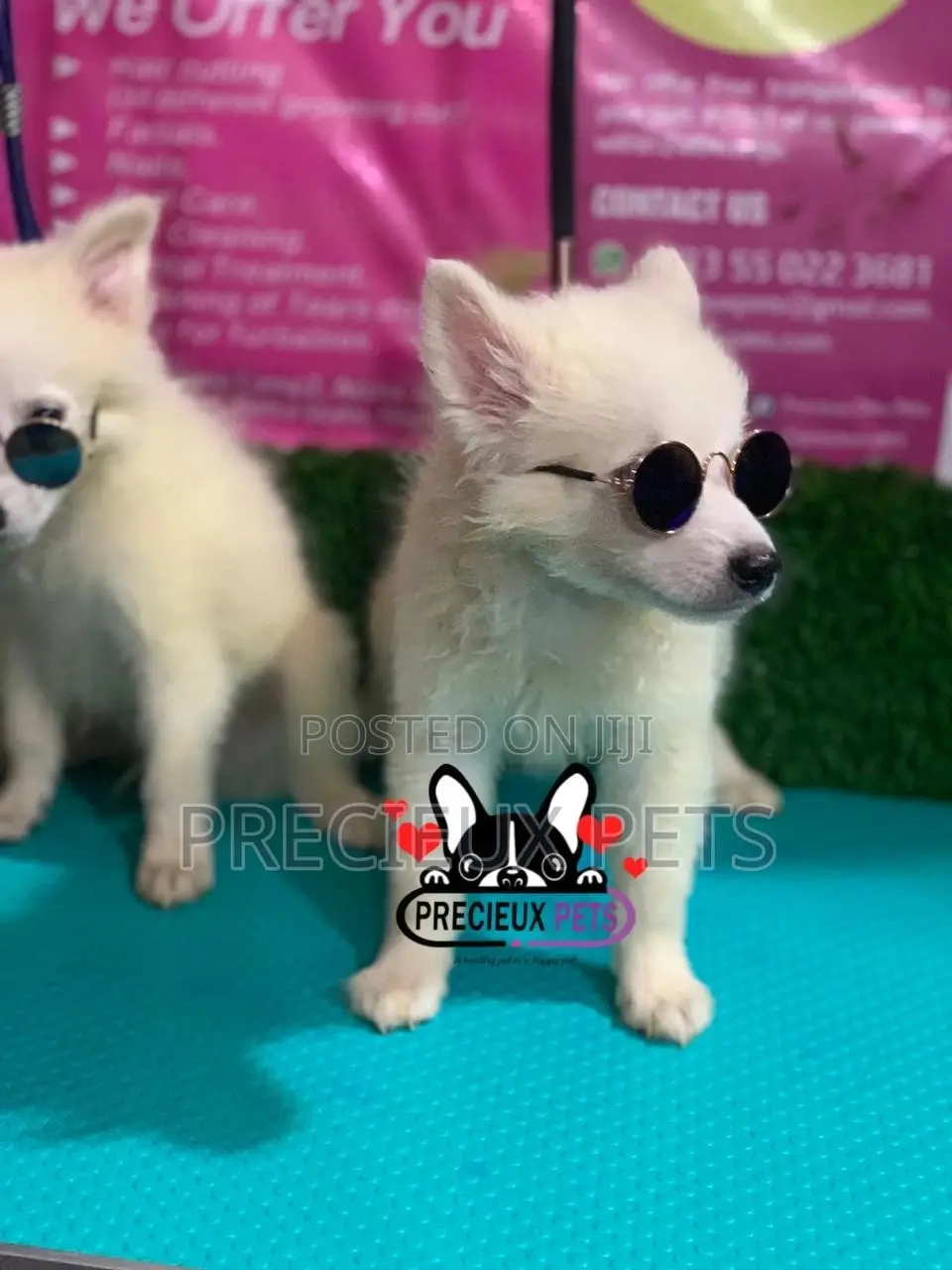 1-3 Months Male Purebred Japanese Spitz