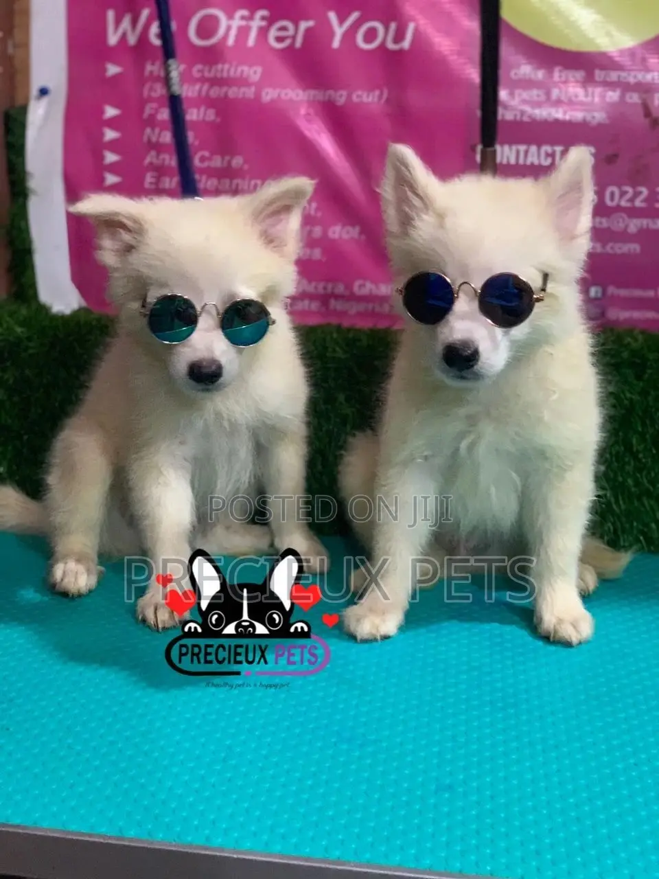 1-3 Months Male Purebred Japanese Spitz