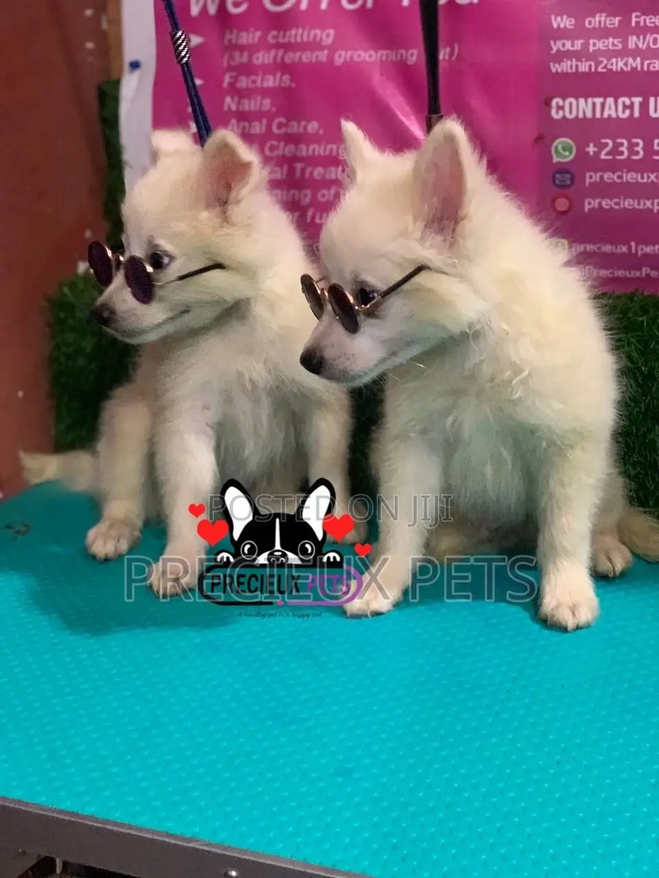 1-3 Months Male Purebred Japanese Spitz