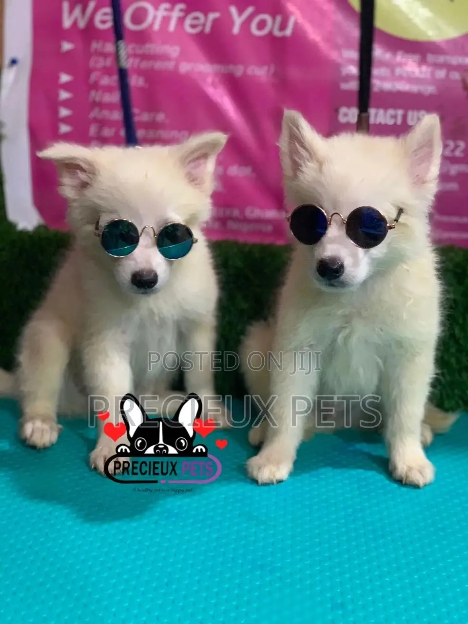 1-3 Months Male Purebred Japanese Spitz