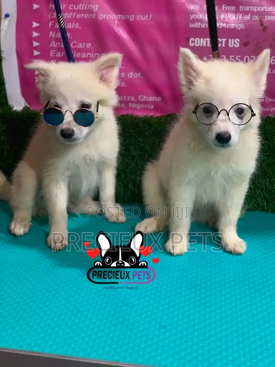 1-3 Months Male Purebred Japanese Spitz