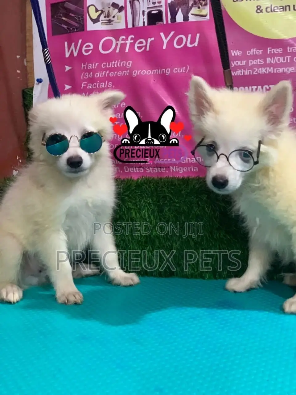 1-3 Months Male Purebred Japanese Spitz