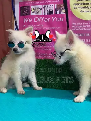 1-3 Months Male Purebred Japanese Spitz
