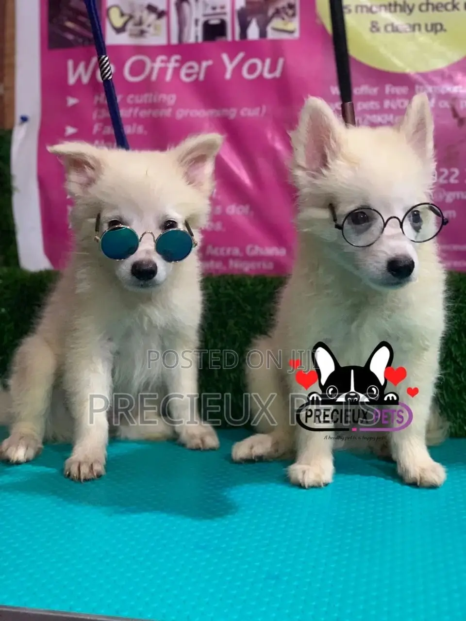 1-3 Months Male Purebred Japanese Spitz