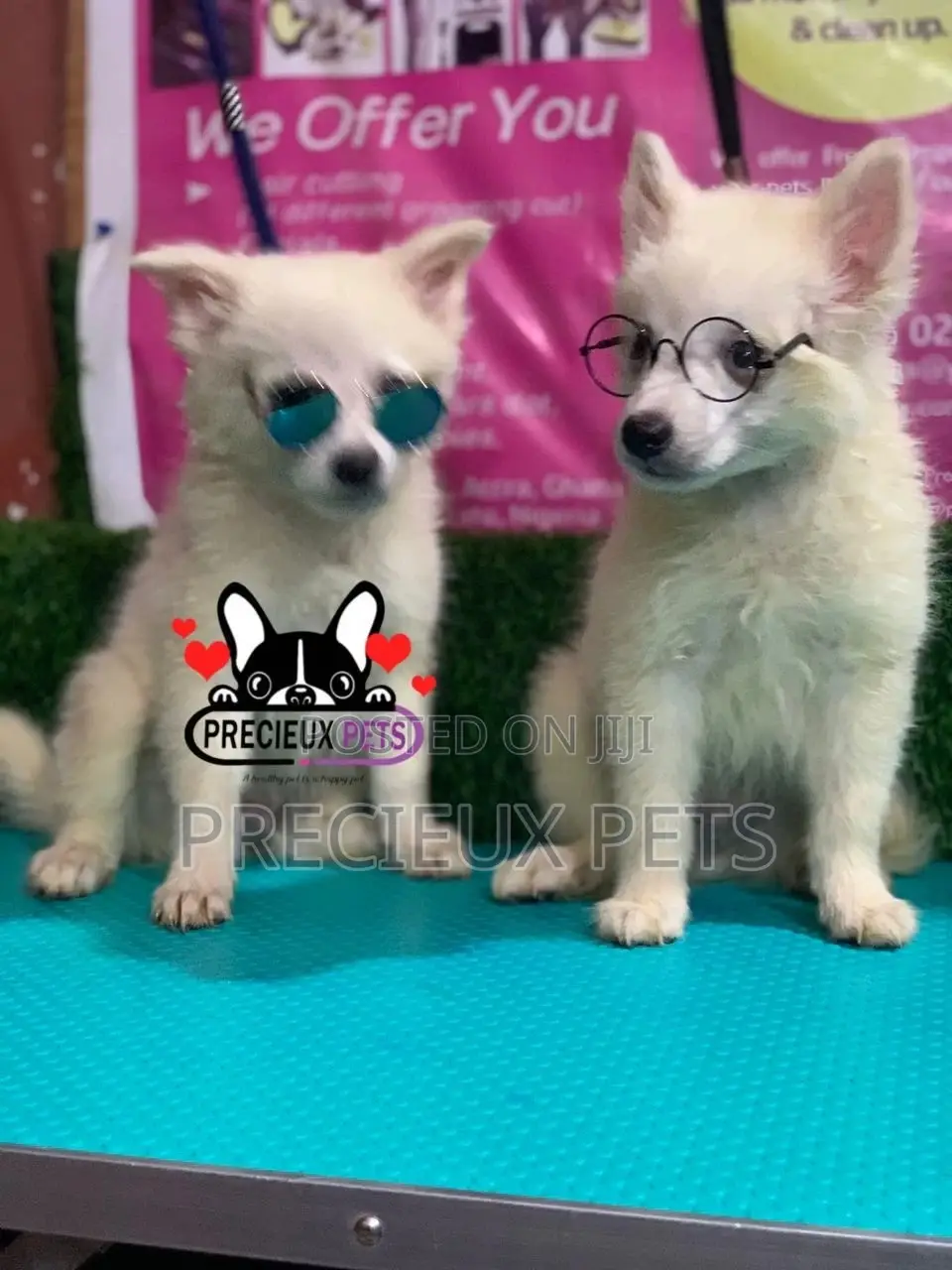 1-3 Months Male Purebred Japanese Spitz