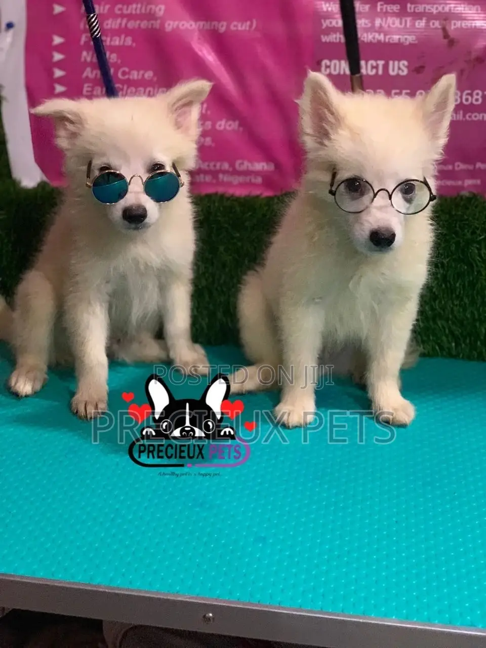 1-3 Months Male Purebred Japanese Spitz