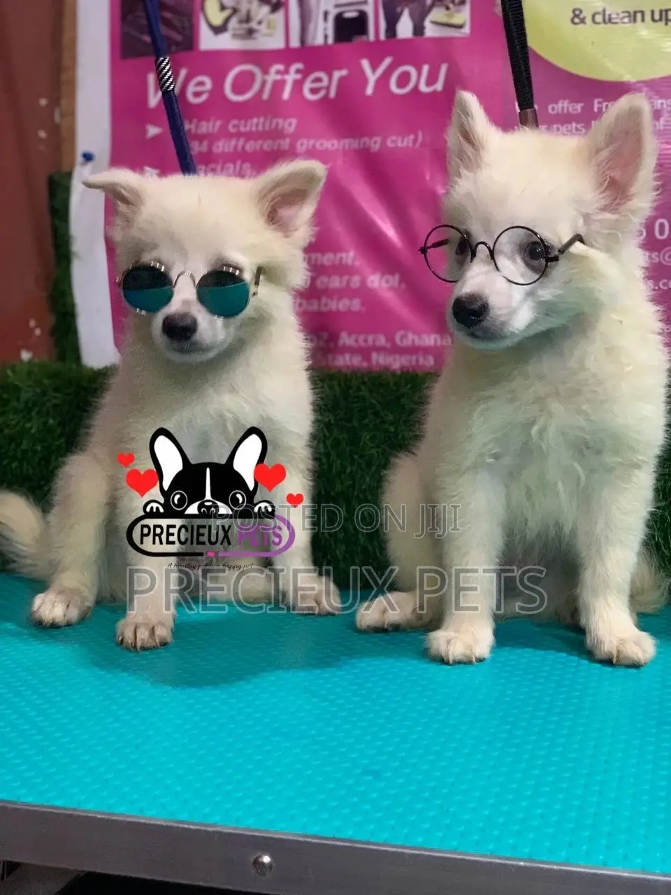 1-3 Months Male Purebred Japanese Spitz