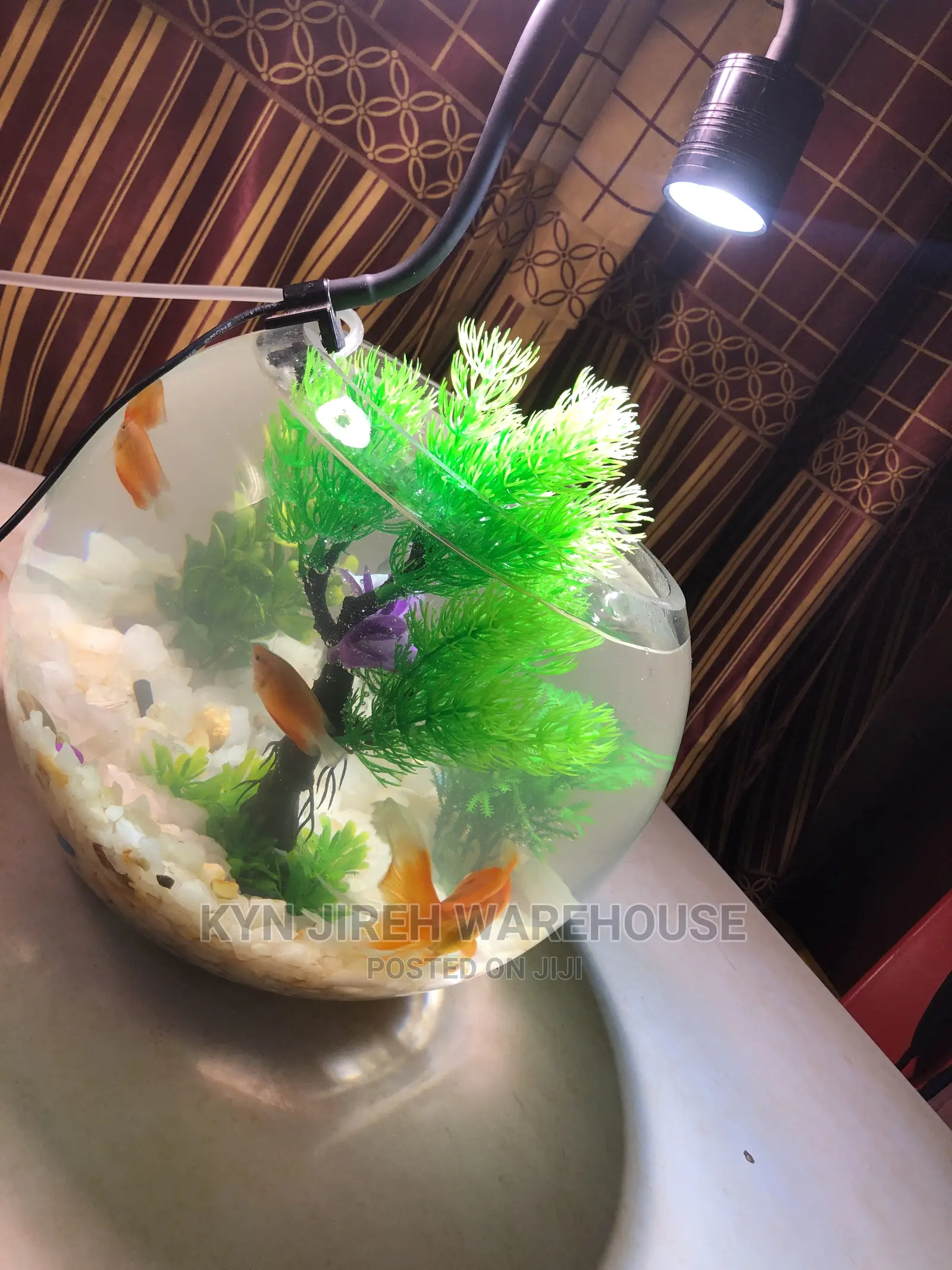 Fish Bowl Aquarium With 3 Fishes