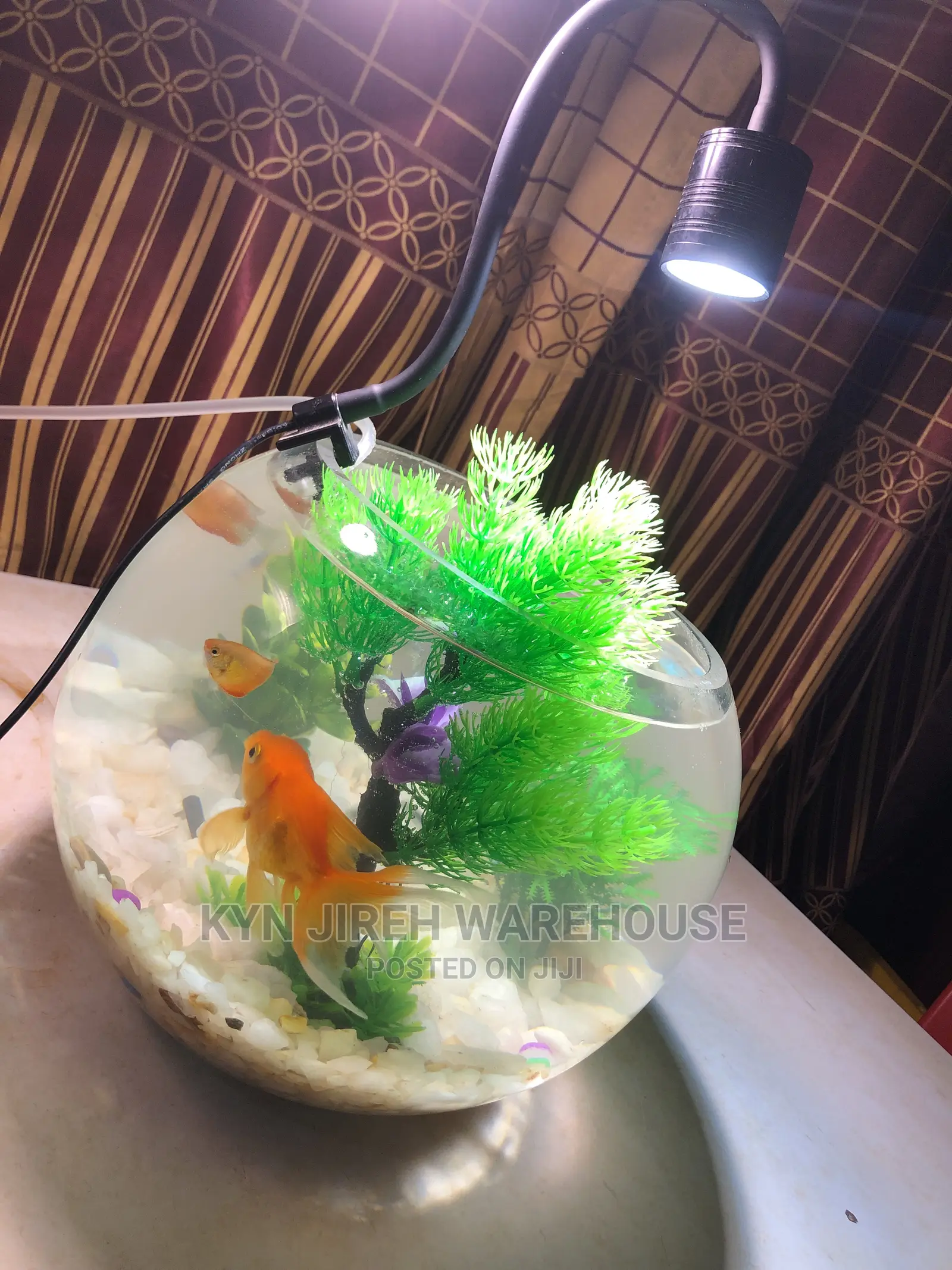 Fish Bowl Aquarium With 3 Fishes