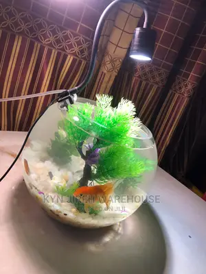 Fish Bowl Aquarium With 3 Fishes