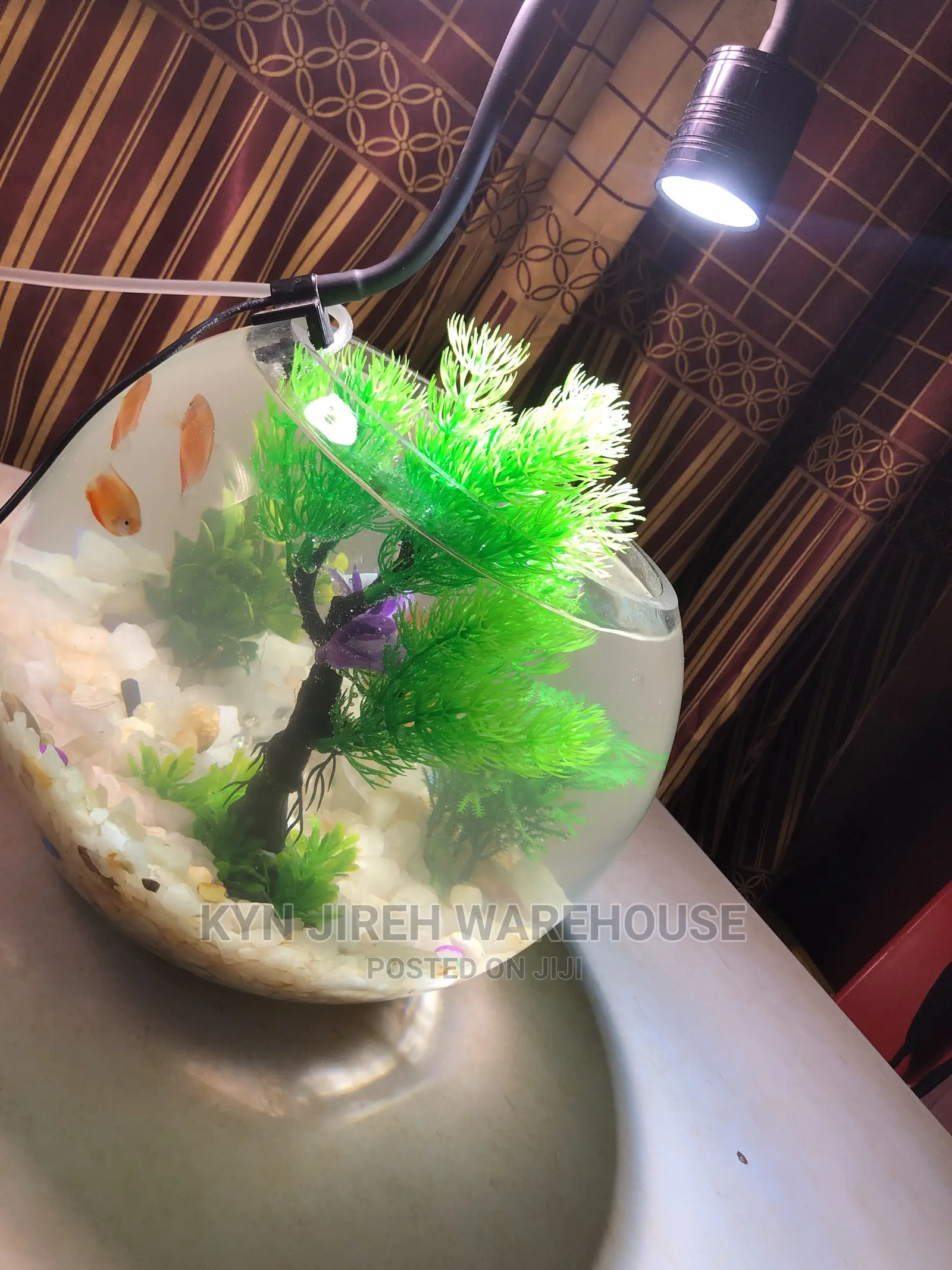 Fish Bowl Aquarium With 3 Fishes