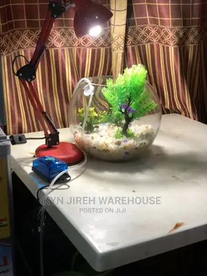 Fish Bowl Aquarium With 3 Fishes
