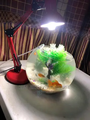 Fish Bowl Aquarium With 3 Fishes