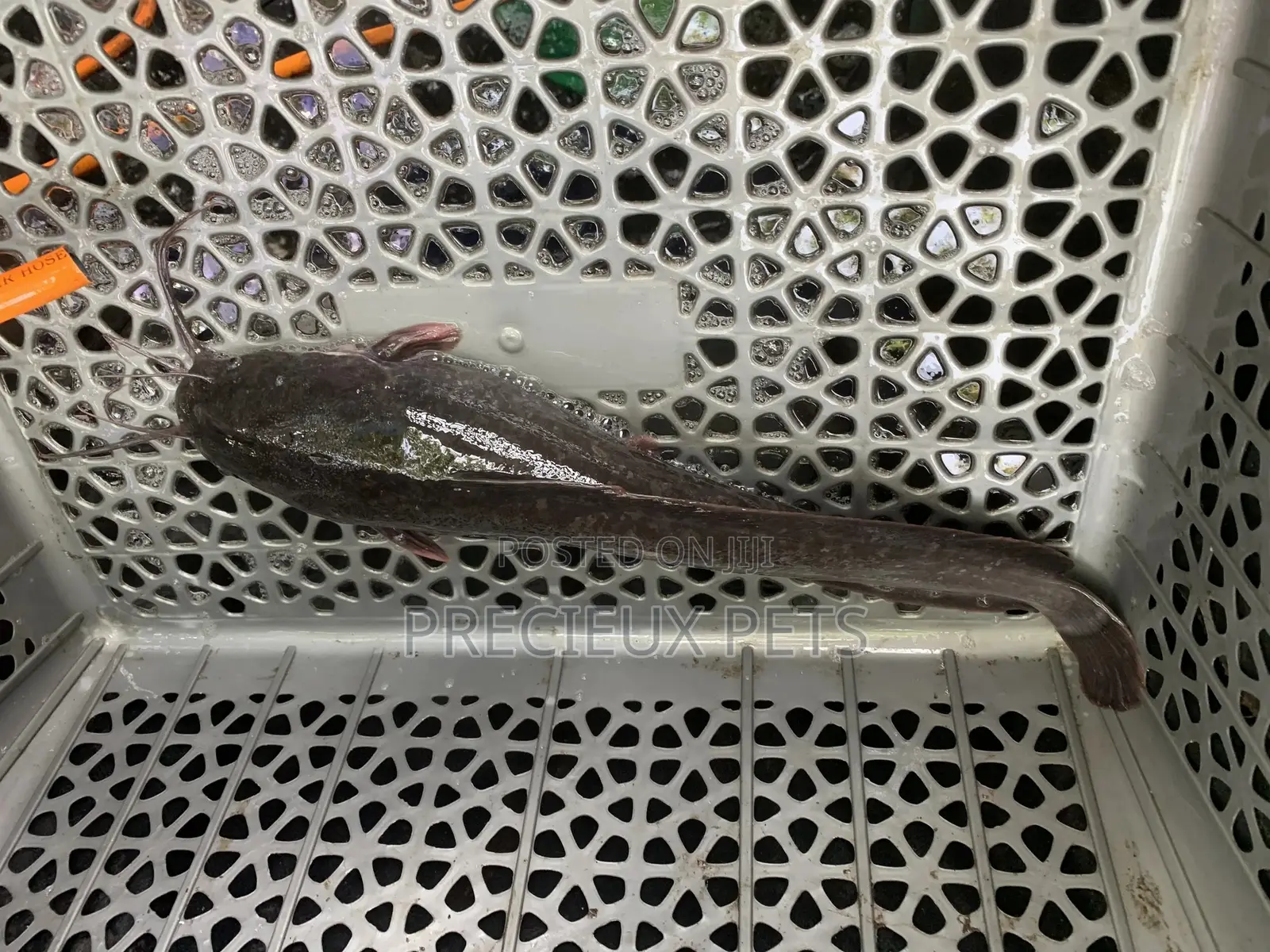 Fresh Water Catfish