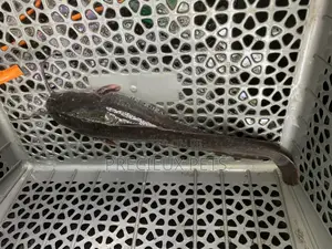 Fresh Water Catfish