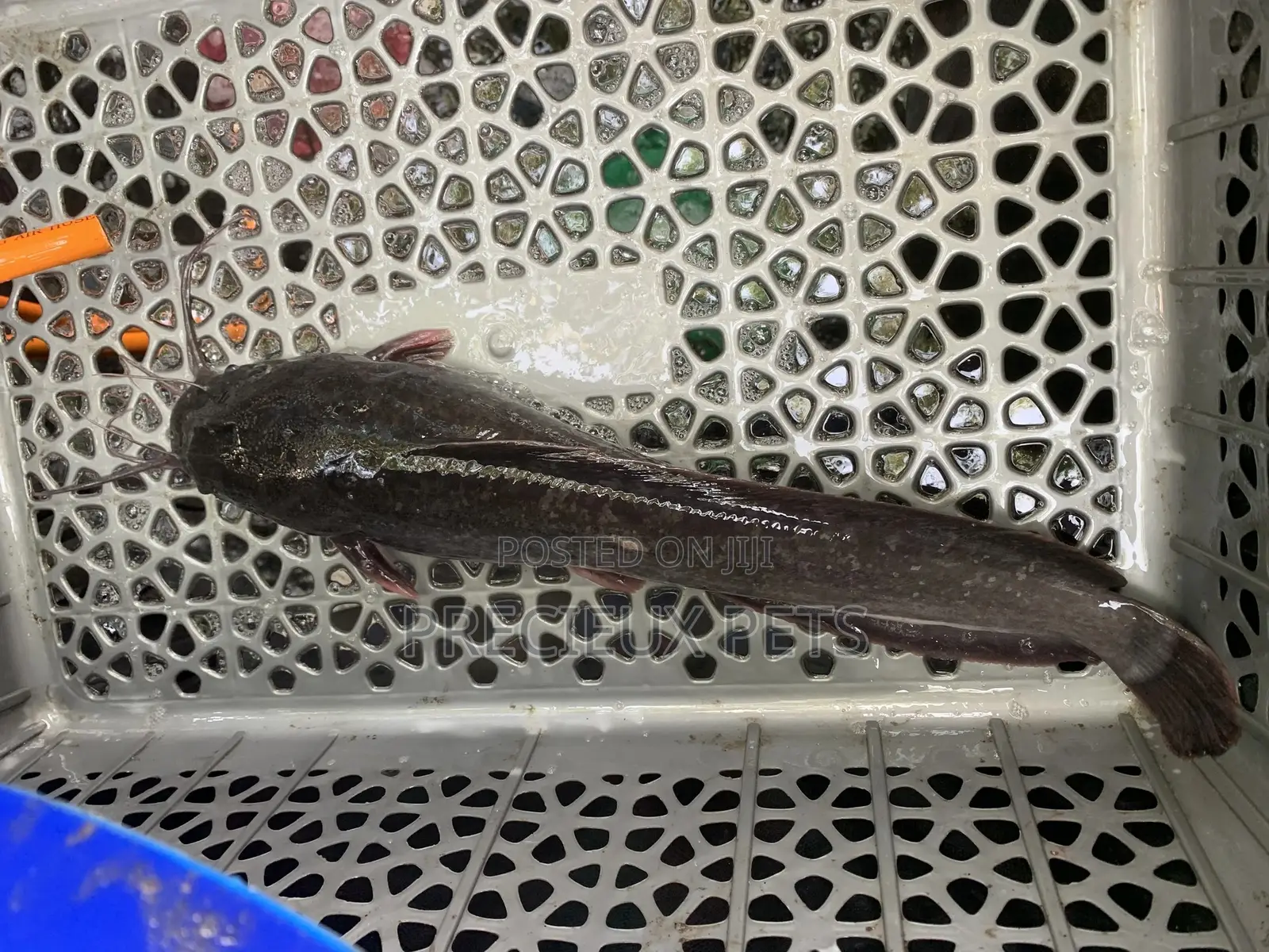 Fresh Water Catfish