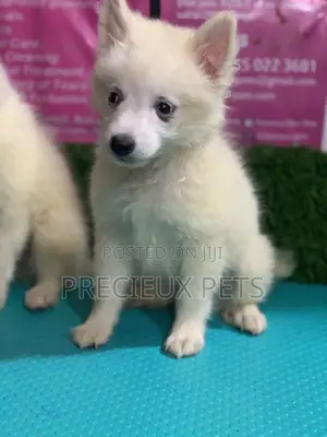 1-3 months Female Purebred Japanese Spitz