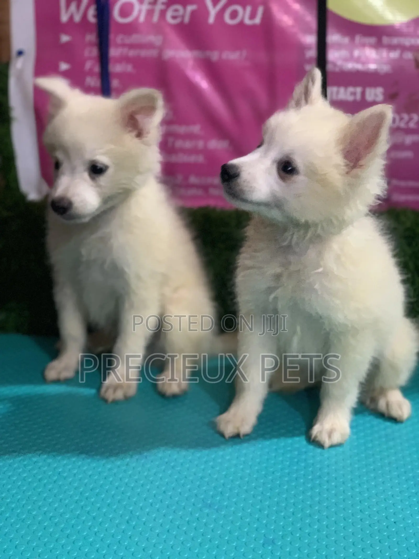 1-3 months Female Purebred Japanese Spitz