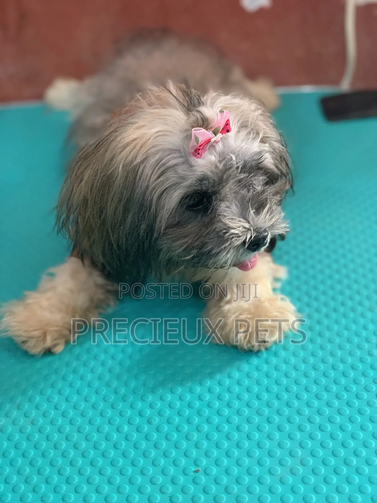 Doggy Hair Clips