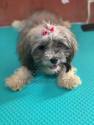 Doggy Hair Clips