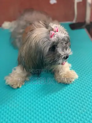 Doggy Hair Clips