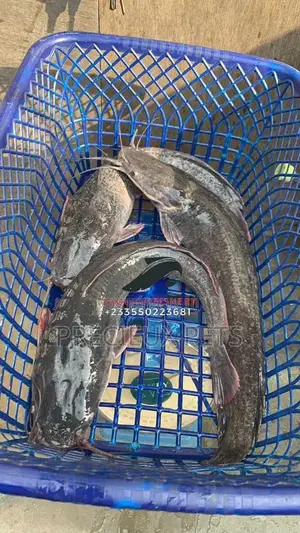Matured Cat Fish