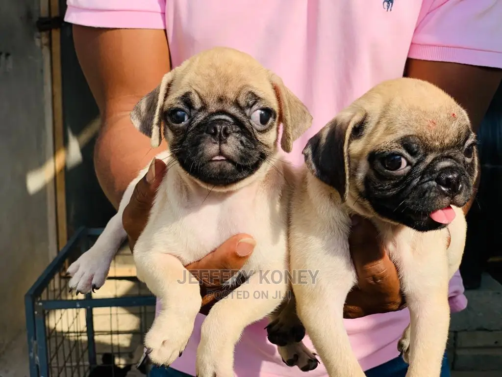 1-3 months Male Purebred Pug