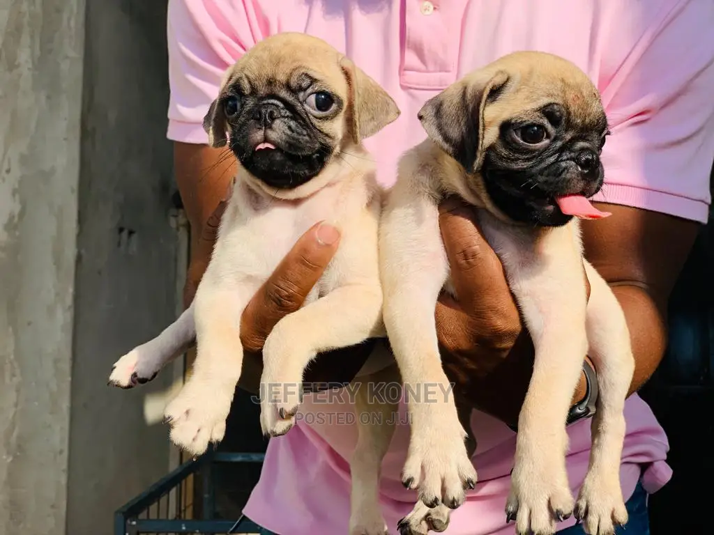 1-3 months Male Purebred Pug