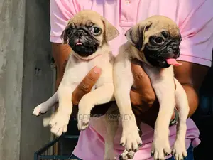 1-3 months Male Purebred Pug