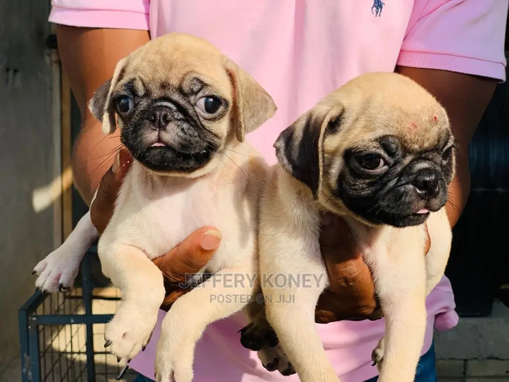 1-3 months Male Purebred Pug